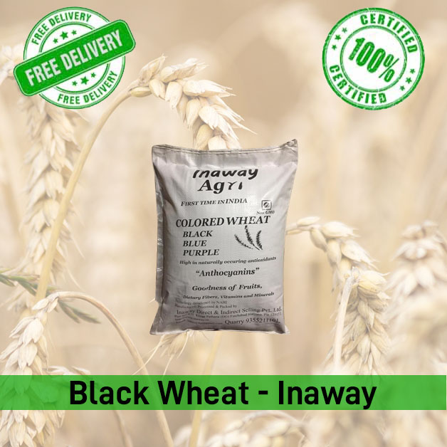 Black-Wheat-Inaway