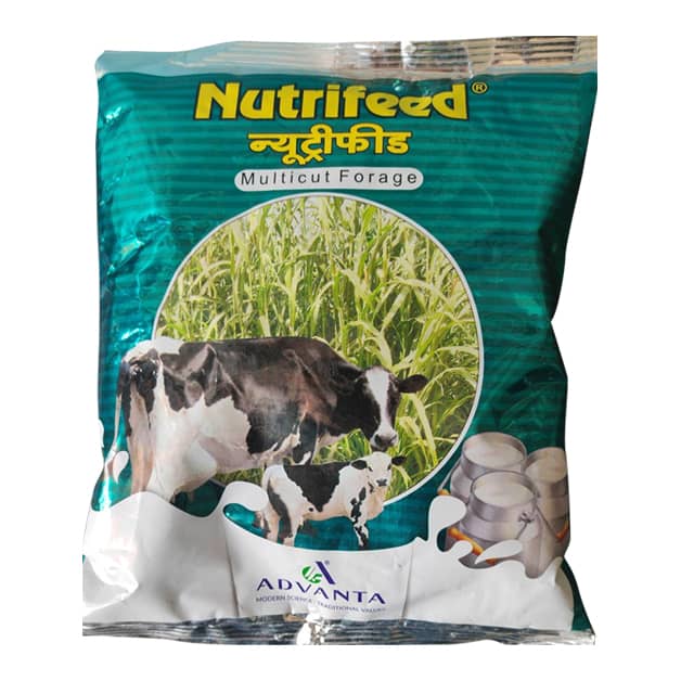 Bajra-Nutrifeed-(Multicut-Forage)-Advanta