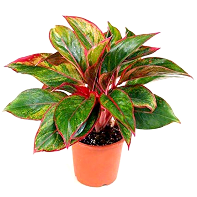 Aglaonema-anzuman-(7-Inch)