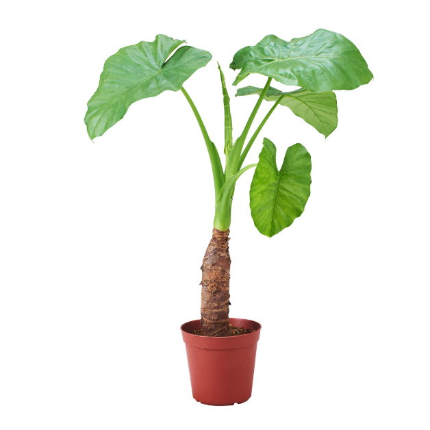 Alocasia-odora-(20-Inch)