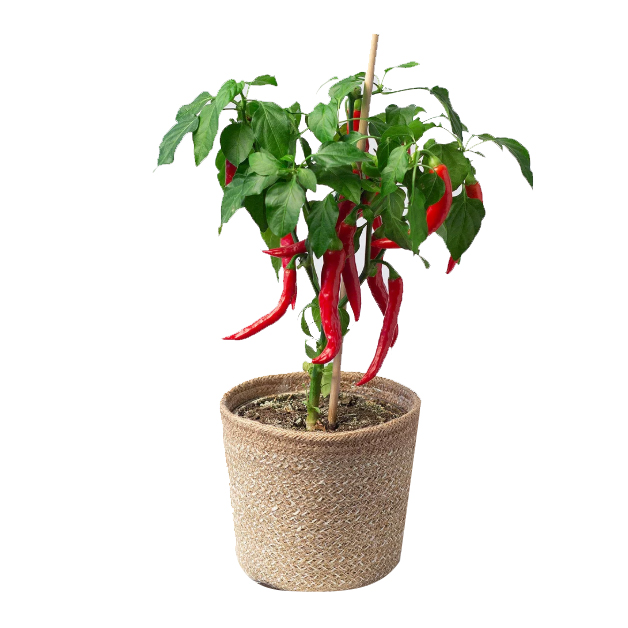 Chilli-(4-cm)