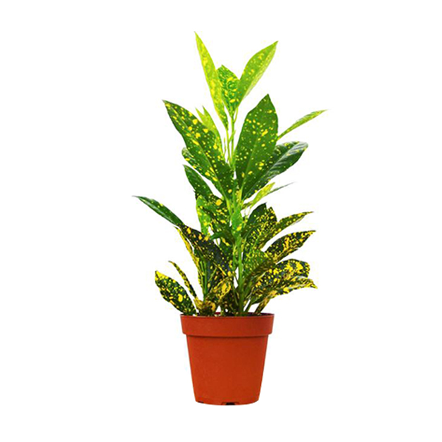 croton-gold-dust-(5-Inch)