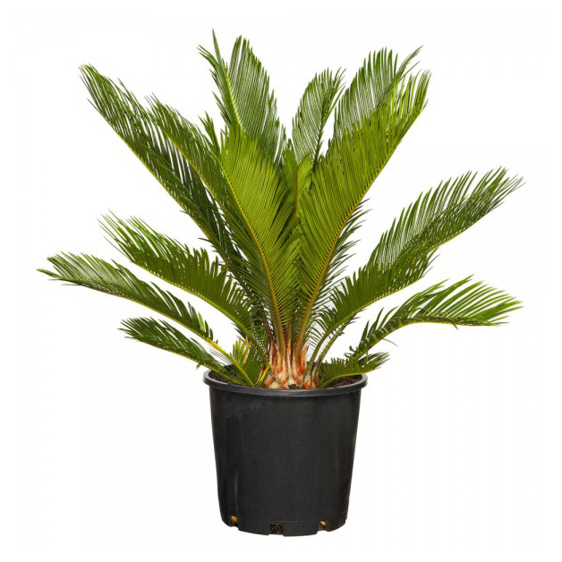 Cycas-palm-(19-Inch)