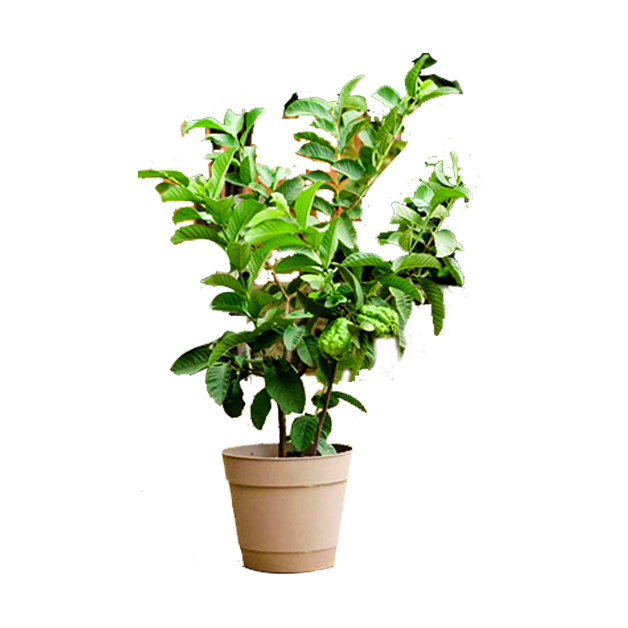 Guava-(29-Inch)