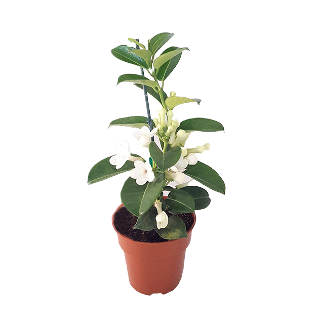 Jasmine(25-Inch)