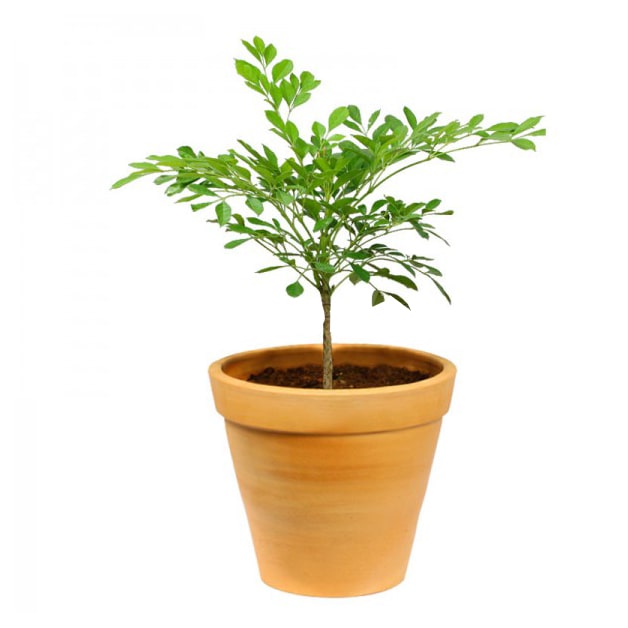 Murraya-(16-Inch)
