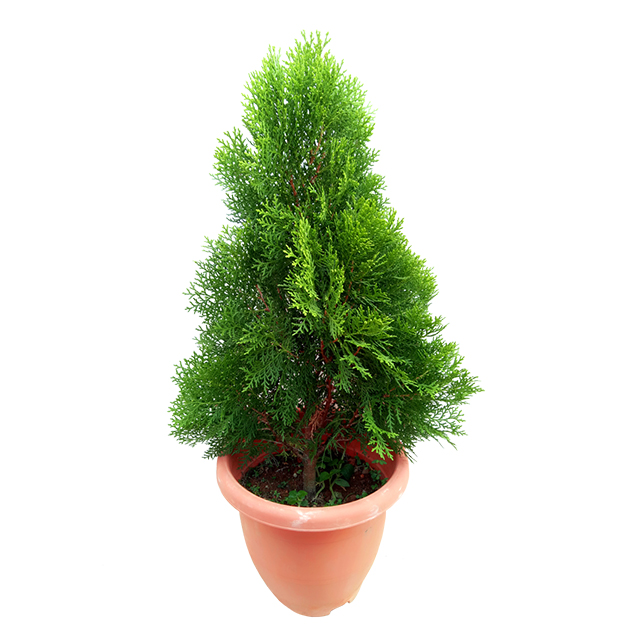 Platycladus-orientalis-(2-Feet)
