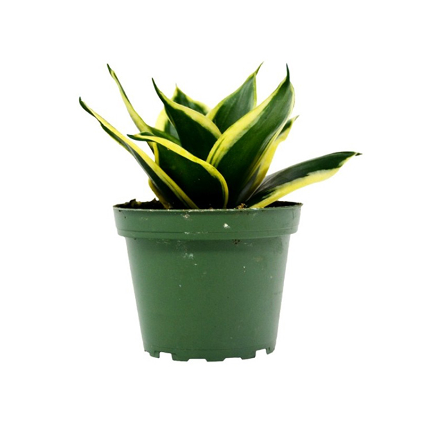 sansevieria-trifasciata-(40-Inch)