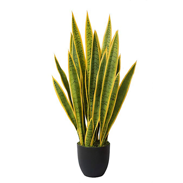 Snake-plant-(6-Inch)