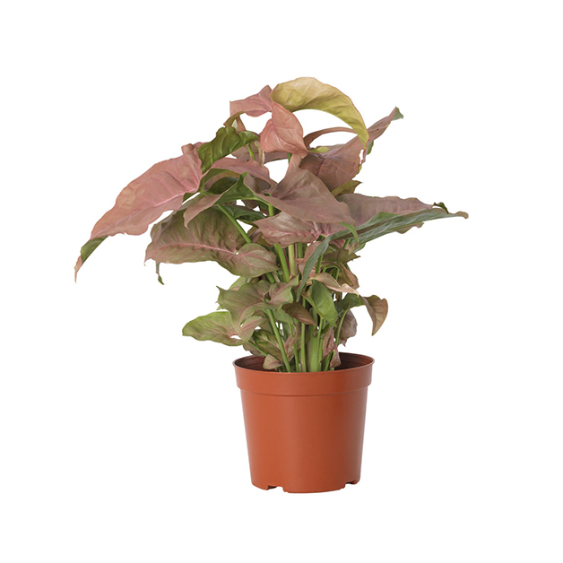 Syngonium-(7-Inch)