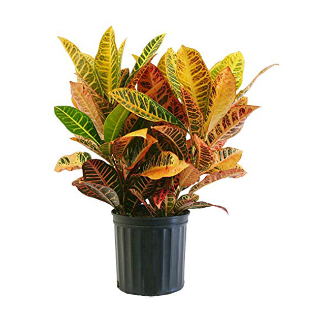 Variegated-croton-(14-Inch)
