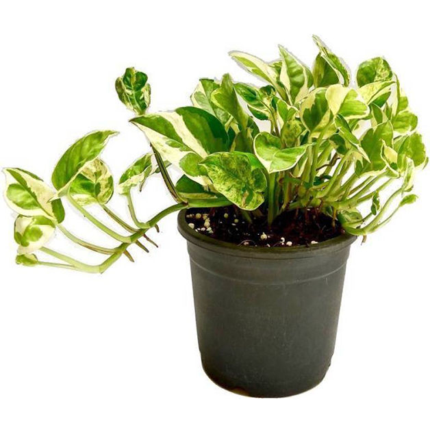 Variegated-money-plant-(7-Inch)
